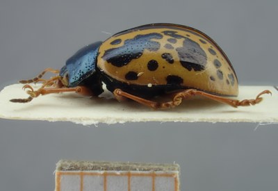 BE-RBINS-ENT Calligrapha_112 Calligrapha fulvipes Lateral.jpg BE-RBINS-ENT Calligrapha_112 Calligrapha fulvipes Lateral.jpg
