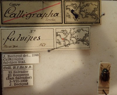 BE-RBINS-ENT Calligrapha_113 Calligrapha fulvipes Label.jpg