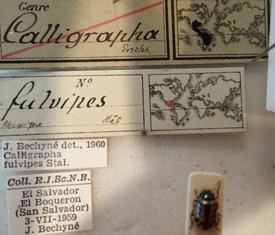 BE-RBINS-ENT Calligrapha_114 Calligrapha fulvipes Label.jpg