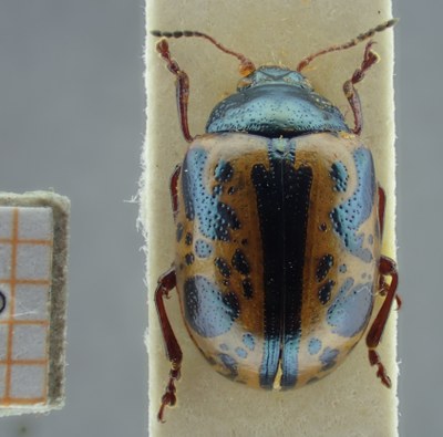 BE-RBINS-ENT Calligrapha_115 Calligrapha fulvipes Dorsal.jpg BE-RBINS-ENT Calligrapha_115 Calligrapha fulvipes Dorsal.jpg