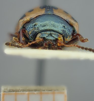 BE-RBINS-ENT Calligrapha_115 Calligrapha fulvipes Frontal.jpg BE-RBINS-ENT Calligrapha_115 Calligrapha fulvipes Frontal.jpg