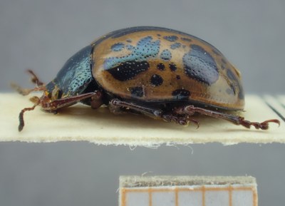 BE-RBINS-ENT Calligrapha_115 Calligrapha fulvipes Lateral.jpg BE-RBINS-ENT Calligrapha_115 Calligrapha fulvipes Lateral.jpg
