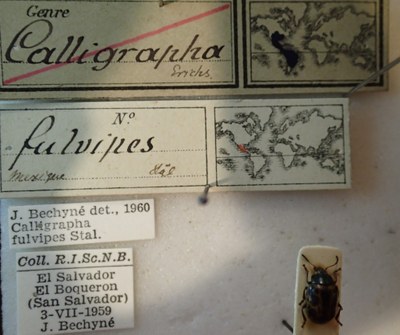 BE-RBINS-ENT Calligrapha_116 Calligrapha fulvipes Label.jpg