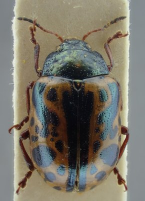 BE-RBINS-ENT Calligrapha_117 Calligrapha fulvipes Dorsal.jpg BE-RBINS-ENT Calligrapha_117 Calligrapha fulvipes Dorsal.jpg