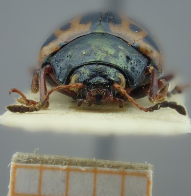 BE-RBINS-ENT Calligrapha_117 Calligrapha fulvipes Frontal.jpg BE-RBINS-ENT Calligrapha_117 Calligrapha fulvipes Frontal.jpg