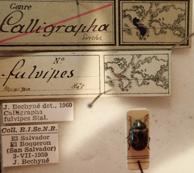 BE-RBINS-ENT Calligrapha_117 Calligrapha fulvipes Label.jpg BE-RBINS-ENT Calligrapha_117 Calligrapha fulvipes Label.jpg