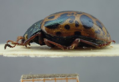 BE-RBINS-ENT Calligrapha_117 Calligrapha fulvipes Lateral.jpg BE-RBINS-ENT Calligrapha_117 Calligrapha fulvipes Lateral.jpg