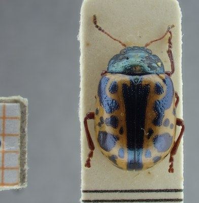 be-rbins-ent-Calligrapha_118-Calligrapha-fulvipes Dorsal.jpg be-rbins-ent-Calligrapha_118-Calligrapha-fulvipes Dorsal.jpg