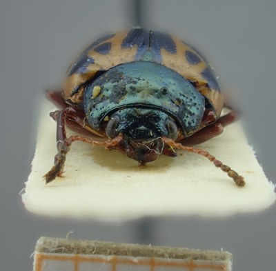 be-rbins-ent-Calligrapha_118-Calligrapha-fulvipes Frontal.jpg be-rbins-ent-Calligrapha_118-Calligrapha-fulvipes Frontal.jpg