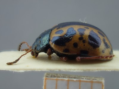 be-rbins-ent-Calligrapha_118-Calligrapha-fulvipes Lateral.jpg be-rbins-ent-Calligrapha_118-Calligrapha-fulvipes Lateral.jpg
