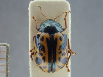 BE-RBINS-ENT Calligrapha_119 Calligrapha fulvipes Dorsal.jpg BE-RBINS-ENT Calligrapha_119 Calligrapha fulvipes Dorsal.jpg