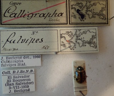 BE-RBINS-ENT Calligrapha_119 Calligrapha fulvipes Label.jpg BE-RBINS-ENT Calligrapha_119 Calligrapha fulvipes Label.jpg
