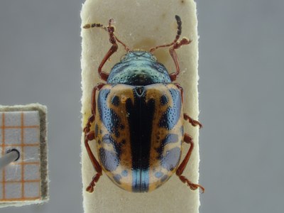 BE-RBINS-ENT Calligrapha_120 Calligrapha fulvipes Dorsal.jpg BE-RBINS-ENT Calligrapha_120 Calligrapha fulvipes Dorsal.jpg