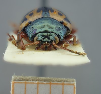 BE-RBINS-ENT Calligrapha_120 Calligrapha fulvipes Frontal.jpg BE-RBINS-ENT Calligrapha_120 Calligrapha fulvipes Frontal.jpg