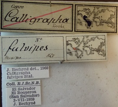 BE-RBINS-ENT Calligrapha_120 Calligrapha fulvipes Label.jpg