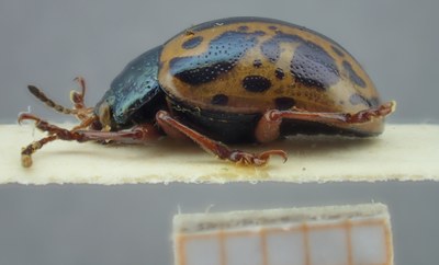BE-RBINS-ENT Calligrapha_120 Calligrapha fulvipes Lateral.jpg BE-RBINS-ENT Calligrapha_120 Calligrapha fulvipes Lateral.jpg