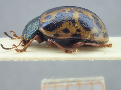 BE-RBINS-ENT Calligrapha_121 Calligrapha fulvipes Lateral.jpg