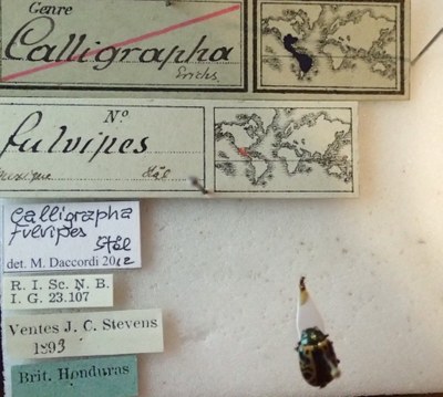 BE-RBINS-ENT Calligrapha_122 Calligrapha fulvipesLabel.jpg