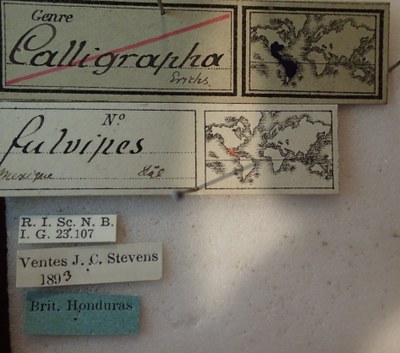 BE-RBINS-ENT Calligrapha_123 Calligrapha fulvipes Label.jpg