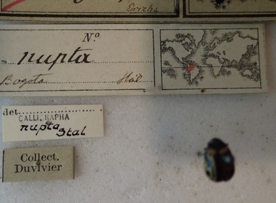BE-RBINS-ENT Calligrapha_209 Calligrapha nupta Label.jpg BE-RBINS-ENT Calligrapha_209 Calligrapha nupta Label.jpg