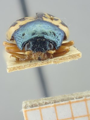 BE-RBINS-ENT Calligrapha_212 Calligrapha nupta Frontal.jpg BE-RBINS-ENT Calligrapha_212 Calligrapha nupta Frontal.jpg