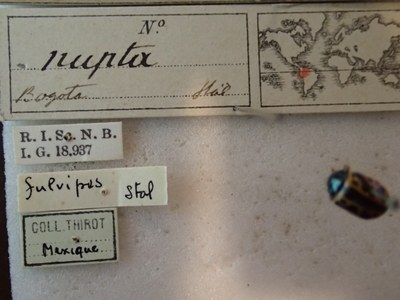 BE-RBINS-ENT Calligrapha_213 Calligrapha nupta Label.jpg