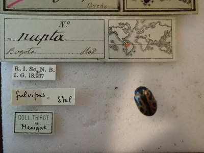 BE-RBINS-ENT Calligrapha_214 Calligrapha nupta Label.jpg BE-RBINS-ENT Calligrapha_214 Calligrapha nupta Label.jpg