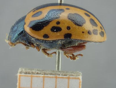 BE-RBINS-ENT Calligrapha_214 Calligrapha nupta Lateral.jpg BE-RBINS-ENT Calligrapha_214 Calligrapha nupta Lateral.jpg
