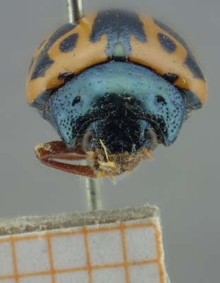 BE-RBINS-ENT Calligrapha_214 Calligrapha nupta Frontal.jpg BE-RBINS-ENT Calligrapha_214 Calligrapha nupta Frontal.jpg
