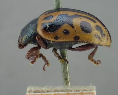 BE-RBINS-ENT Calligrapha_217 Calligrapha nupta Lateral.jpg