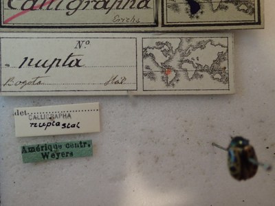 BE-RBINS-ENT Calligrapha_218 Calligrapha nupta Label.jpg BE-RBINS-ENT Calligrapha_218 Calligrapha nupta Label.jpg