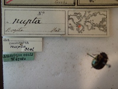 BE-RBINS-ENT Calligrapha_219 Calligrapha nupta Label.jpg BE-RBINS-ENT Calligrapha_219 Calligrapha nupta Label.jpg