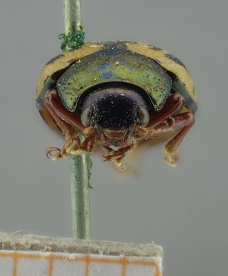 BE-RBINS-ENT Calligrapha_221 Calligrapha nupta Frontal.jpg BE-RBINS-ENT Calligrapha_221 Calligrapha nupta Frontal.jpg