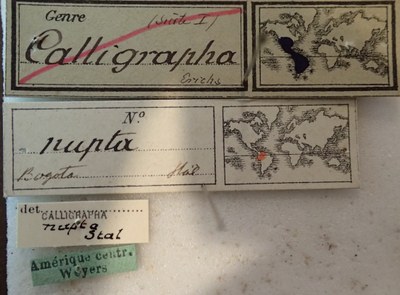 BE-RBINS-ENT Calligrapha_221 Calligrapha nupta Label.jpg BE-RBINS-ENT Calligrapha_221 Calligrapha nupta Label.jpg