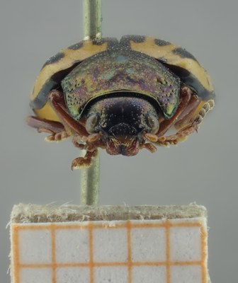 BE-RBINS-ENT Calligrapha_222 Calligrapha nupta Frontal.jpg BE-RBINS-ENT Calligrapha_222 Calligrapha nupta Frontal.jpg