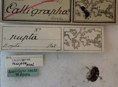 BE-RBINS-ENT Calligrapha_222 Calligrapha nupta Label.jpg BE-RBINS-ENT Calligrapha_222 Calligrapha nupta Label.jpg