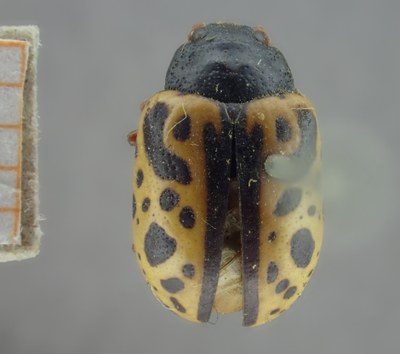 BE-RBINS-ENT Calligrapha_224 Calligrapha nupta Dorsal.jpg BE-RBINS-ENT Calligrapha_224 Calligrapha nupta Dorsal.jpg