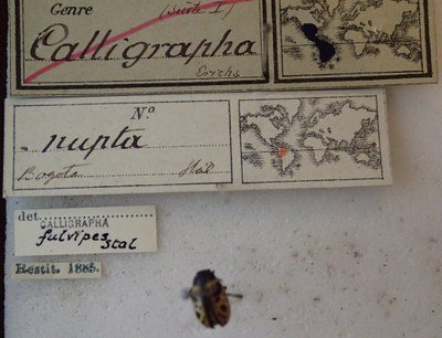 BE-RBINS-ENT Calligrapha_224 Calligrapha nupta Label.jpg BE-RBINS-ENT Calligrapha_224 Calligrapha nupta Label.jpg
