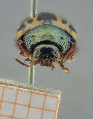 BE-RBINS-ENT Calligrapha_226 Calligrapha nupta Frontal.jpg BE-RBINS-ENT Calligrapha_226 Calligrapha nupta Frontal.jpg