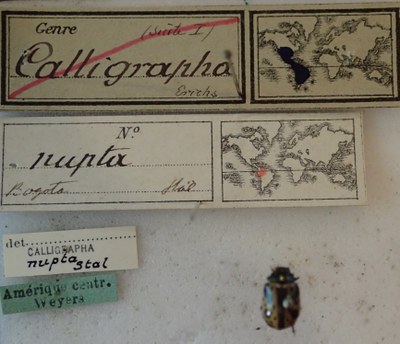 BE-RBINS-ENT Calligrapha_226 Calligrapha nupta Label.jpg BE-RBINS-ENT Calligrapha_226 Calligrapha nupta Label.jpg