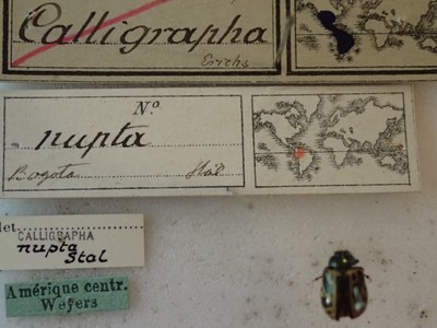 BE-RBINS-ENT Calligrapha_227 Calligrapha nupta Label.jpg BE-RBINS-ENT Calligrapha_227 Calligrapha nupta Label.jpg