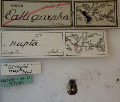 BE-RBINS-ENT Calligrapha_228 Calligrapha nupta Label.jpg BE-RBINS-ENT Calligrapha_228 Calligrapha nupta Label.jpg