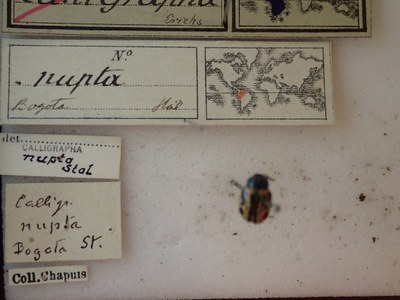 BE-RBINS-ENT Calligrapha_230 Calligrapha nupta Label.jpg