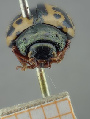 BE-RBINS-ENT Calligrapha_231 Calligrapha nupta Frontal.jpg BE-RBINS-ENT Calligrapha_231 Calligrapha nupta Frontal.jpg