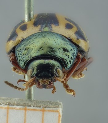 BE-RBINS-ENT Calligrapha_234 Calligrapha nupta Frontal.jpg BE-RBINS-ENT Calligrapha_234 Calligrapha nupta Frontal.jpg