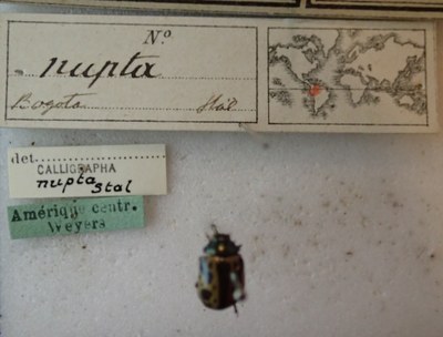 BE-RBINS-ENT Calligrapha_234 Calligrapha nupta Label.jpg BE-RBINS-ENT Calligrapha_234 Calligrapha nupta Label.jpg