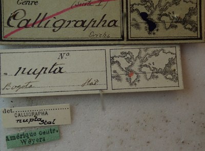 BE-RBINS-ENT Calligrapha_236 Calligrapha nupta Label.jpg BE-RBINS-ENT Calligrapha_236 Calligrapha nupta Label.jpg
