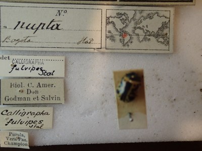 BE-RBINS-ENT Calligrapha_240 Calligrapha nupta Label.jpg BE-RBINS-ENT Calligrapha_240 Calligrapha nupta Label.jpg