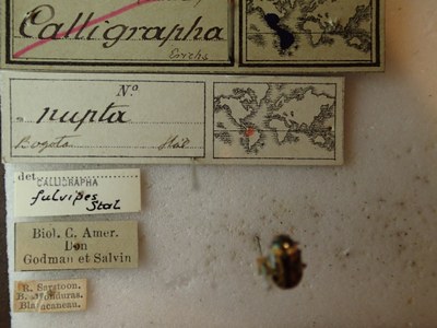BE-RBINS-ENT Calligrapha_241 Calligrapha nupta Label.jpg BE-RBINS-ENT Calligrapha_241 Calligrapha nupta Label.jpg
