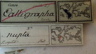 BE-RBINS-ENT Calligrapha_244 Calligrapha nupta Label.jpg BE-RBINS-ENT Calligrapha_244 Calligrapha nupta Label.jpg